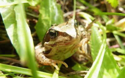 Grėsmės varliagyviams
